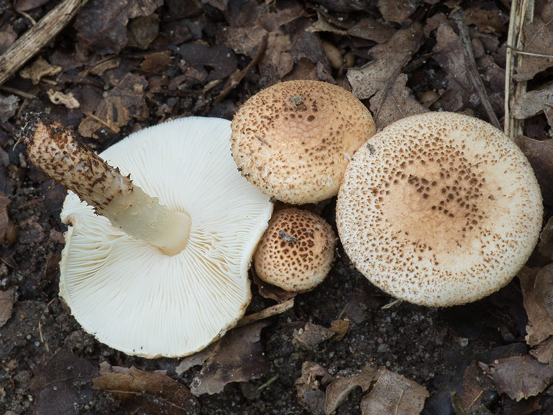 Lepiota echinacea